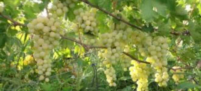 Виноград сорта Ванюша