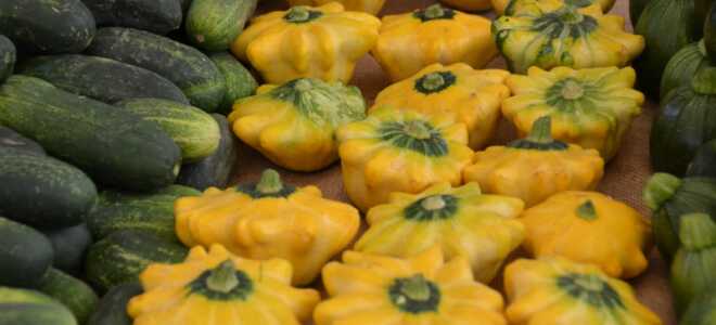 Патисоны – как выращивать и есть?