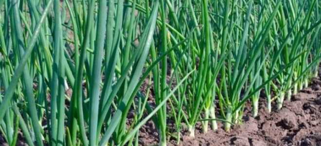 Специфика выращивания лука для получения зелени