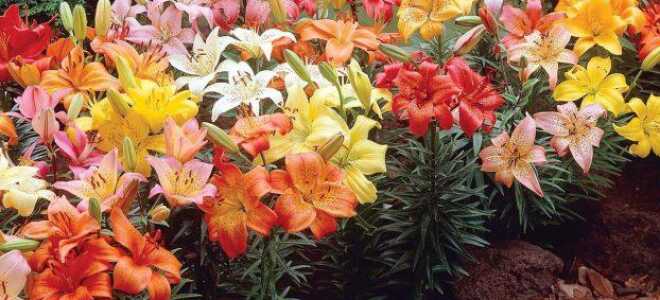 Сад, который пахнет лилиями