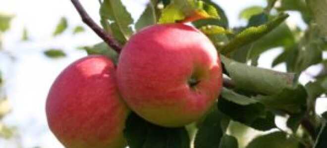 Как сохранить собранные фрукты свежими зимой?