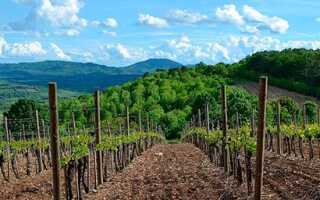 Изготовление опор для виногорада