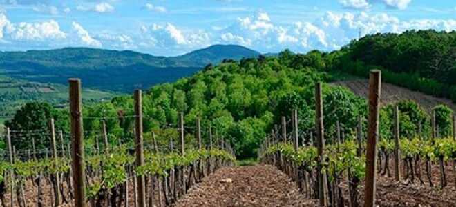 Изготовление опор для виногорада