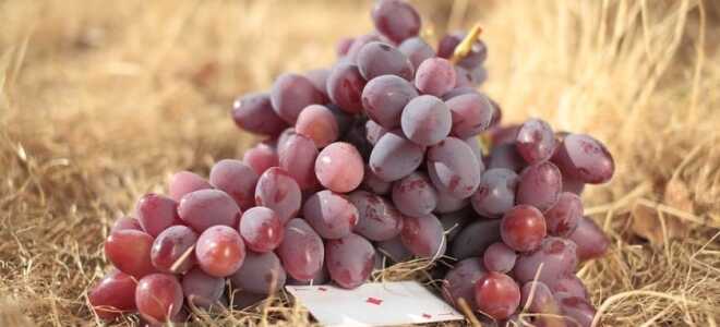 Выращивание винограда Атаман