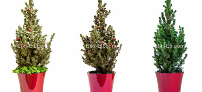 Живая елка на Новый год – срезанная или в горшке?