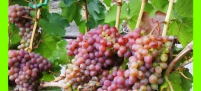 Выращивание винограда Амирхан