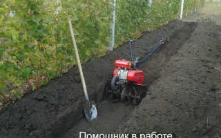 Способы полива винограда